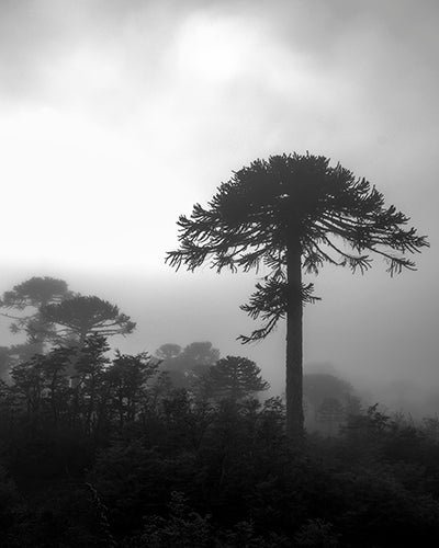 Araucaria, 2014