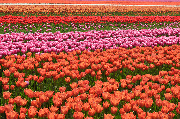 Tulipanes
