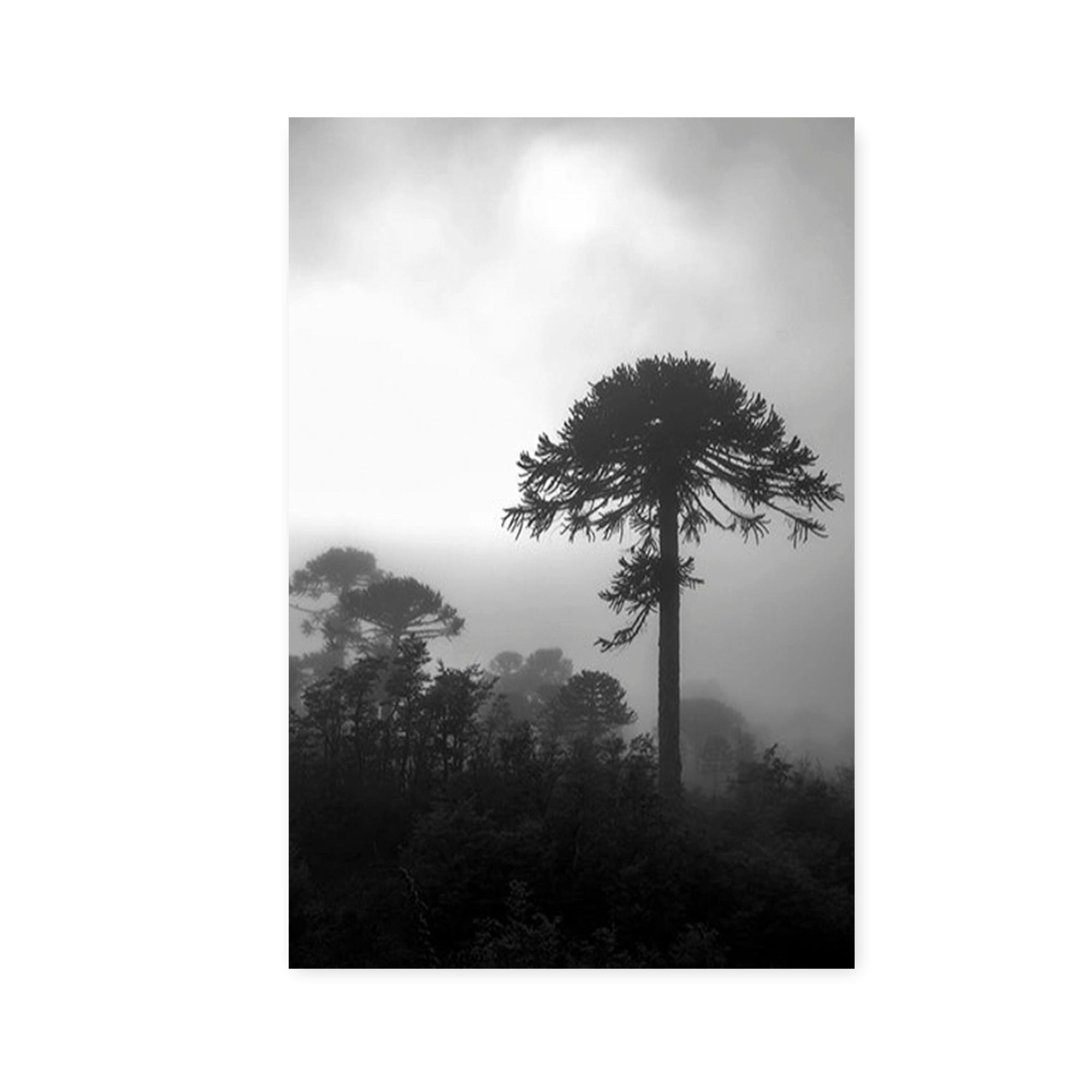 Araucaria, 2014