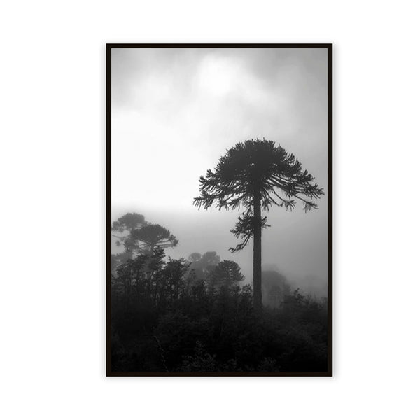 Araucaria, 2014