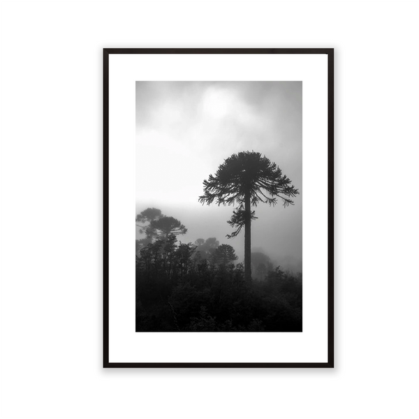 Araucaria, 2014