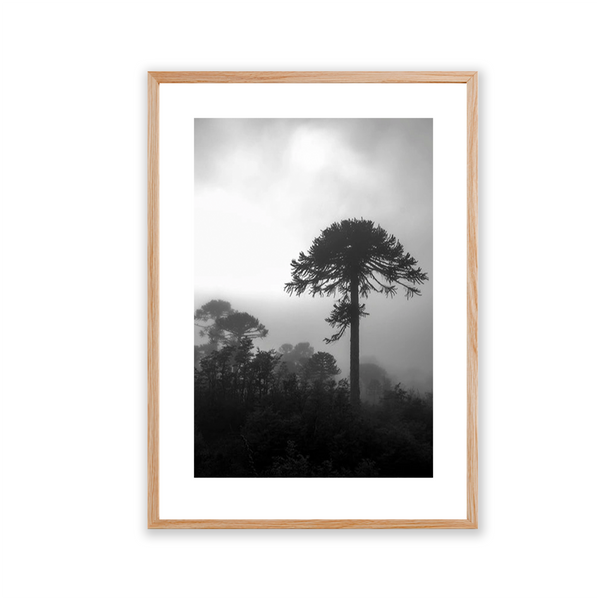 Araucaria, 2014