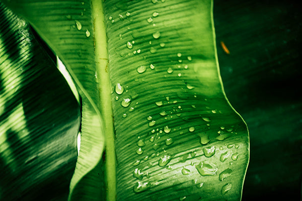 Botanic I