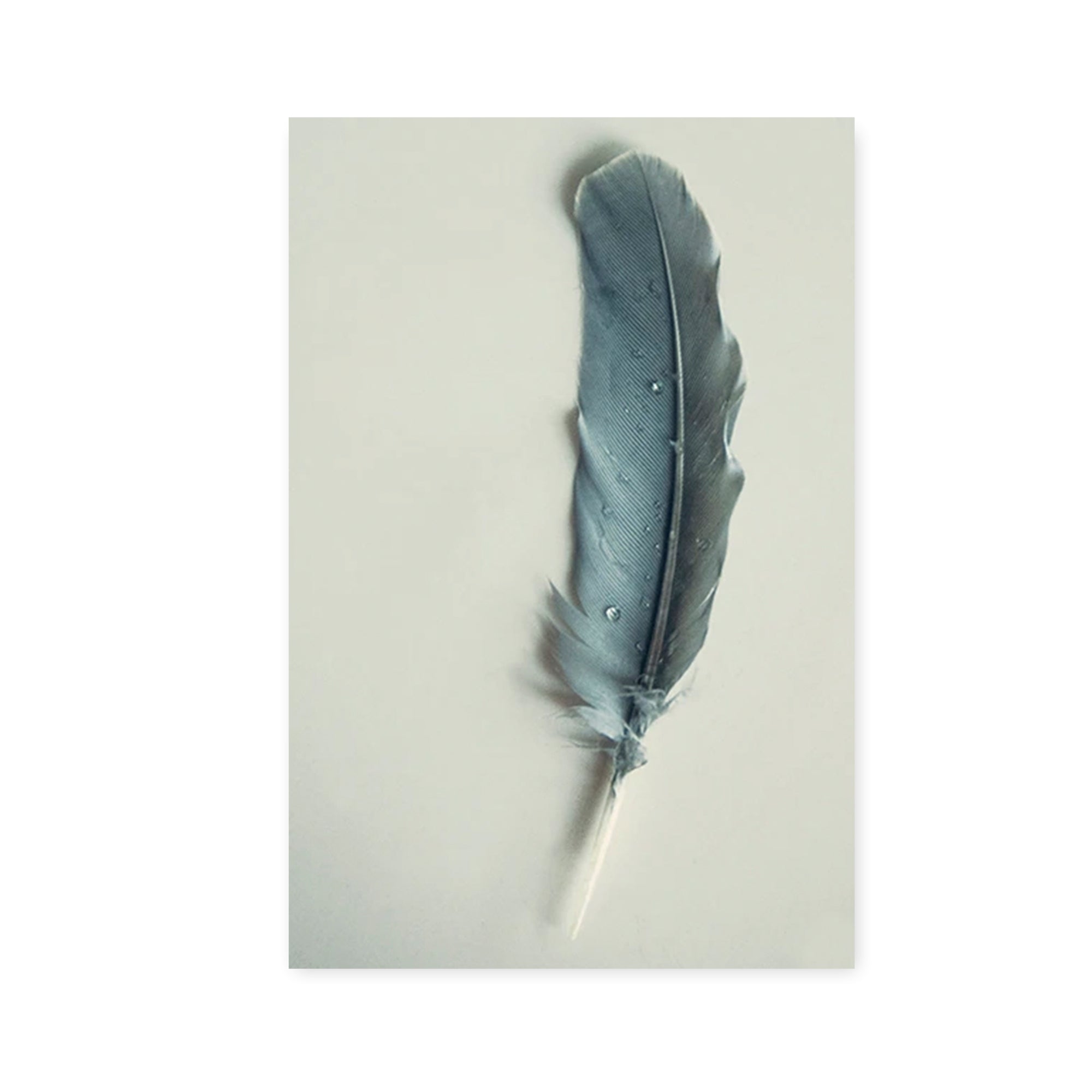 Pluma