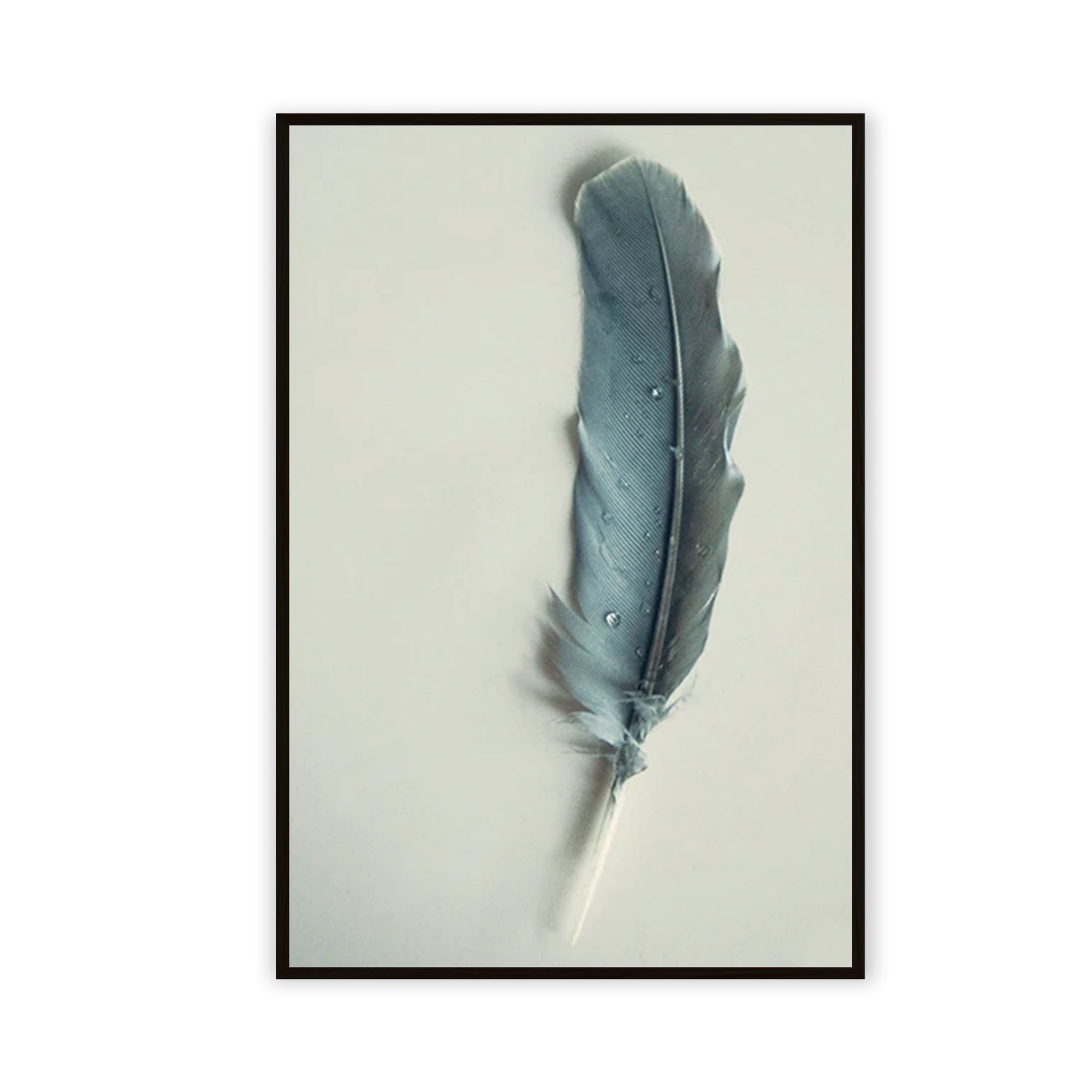 Pluma