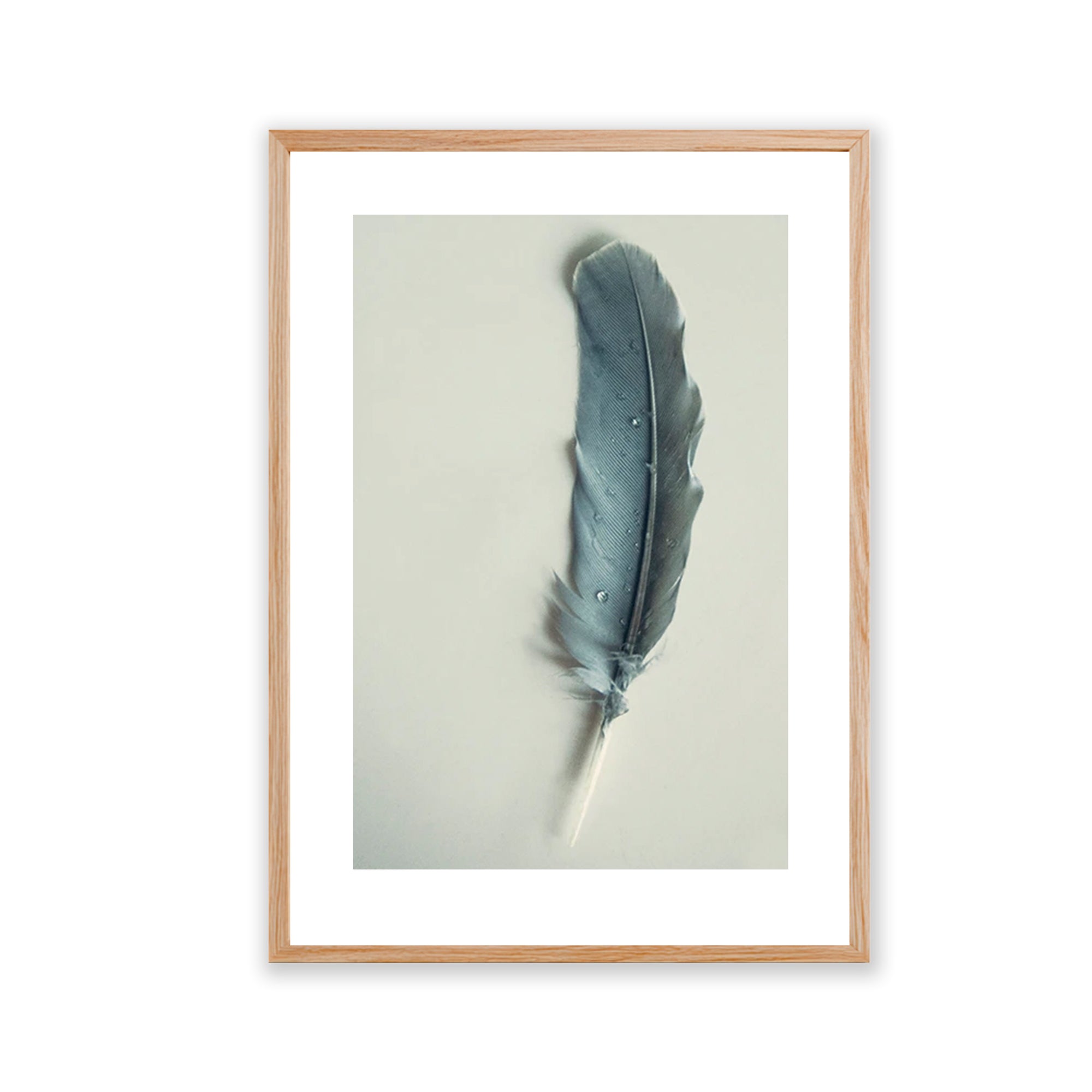 Pluma