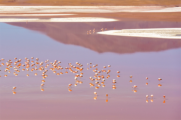 Laguna colorada