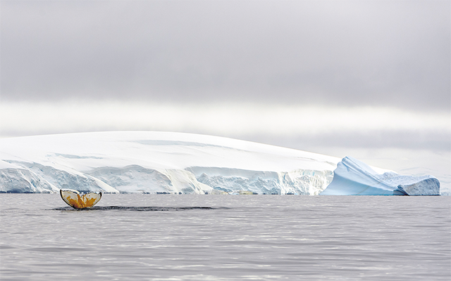 M (60X90)s en Antártica