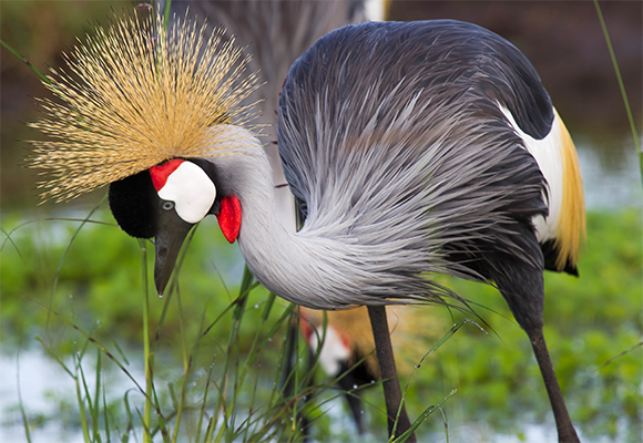 Grulla coronada