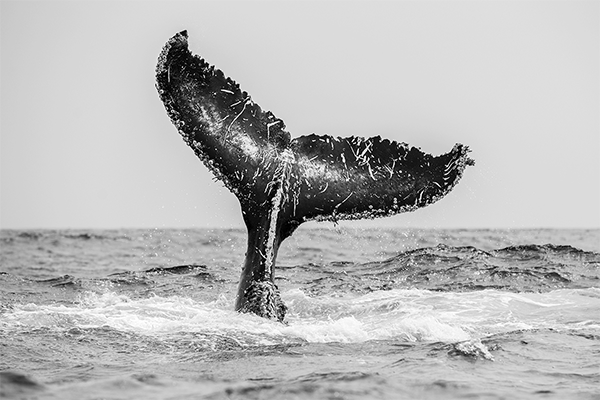 Cola ballena