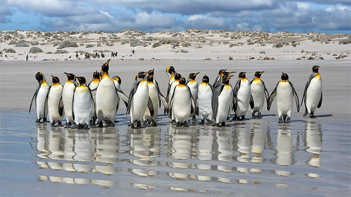 Pingüinos Rey en la playa