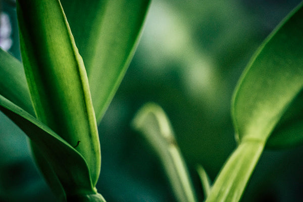 Entre Verdes IV