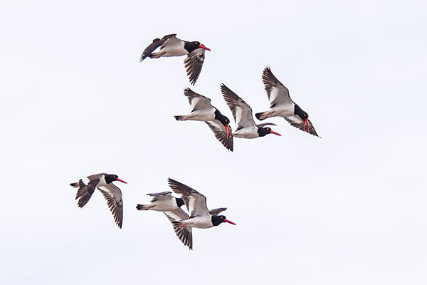 Migran
